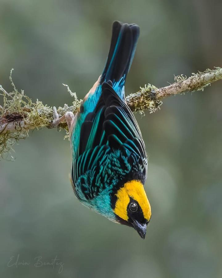 Bosque De Niebla Birding & Nature Cali Exterior photo