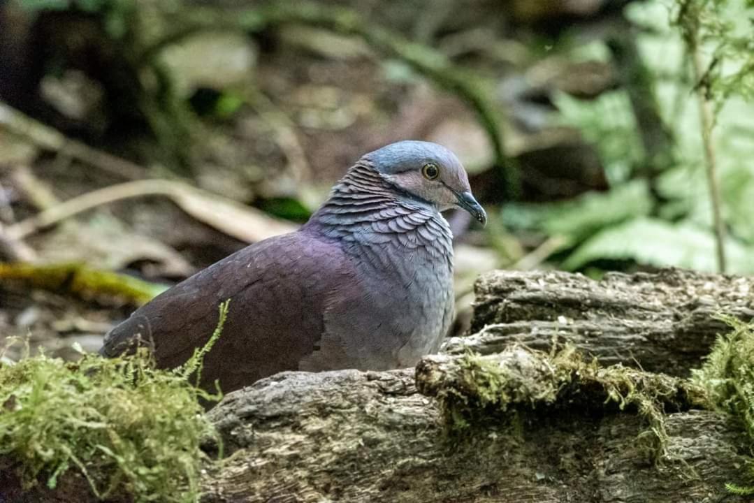 Bosque De Niebla Birding & Nature Cali Exterior photo