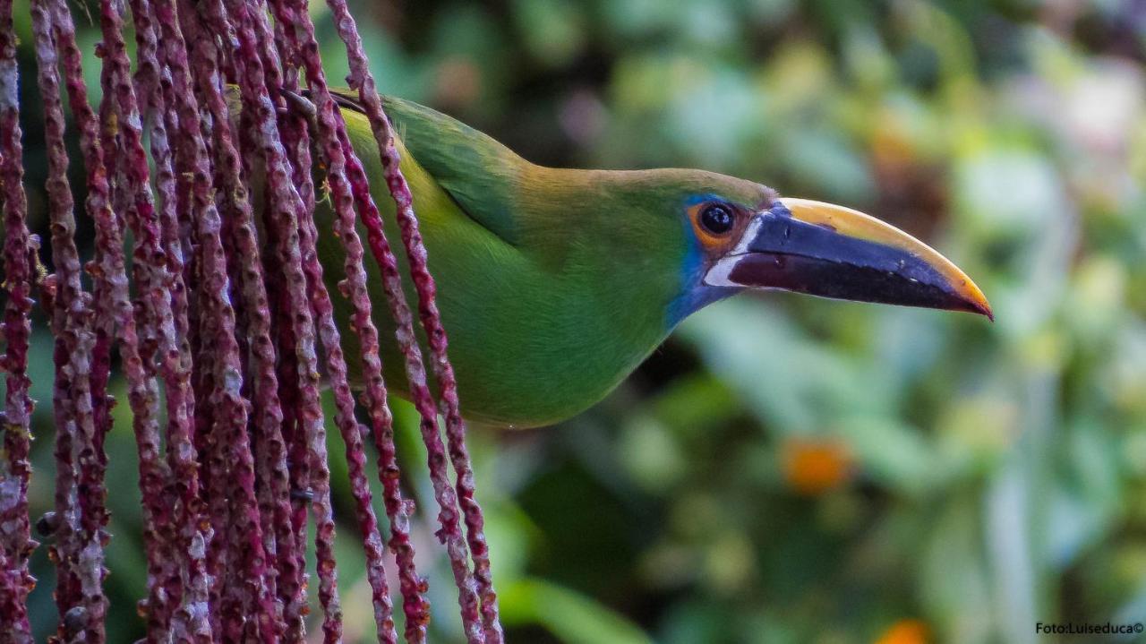 Bosque De Niebla Birding & Nature Cali Exterior photo