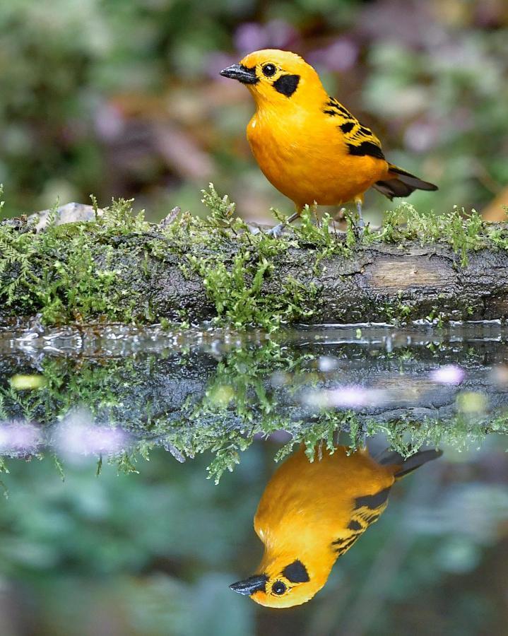 Bosque De Niebla Birding & Nature Cali Exterior photo