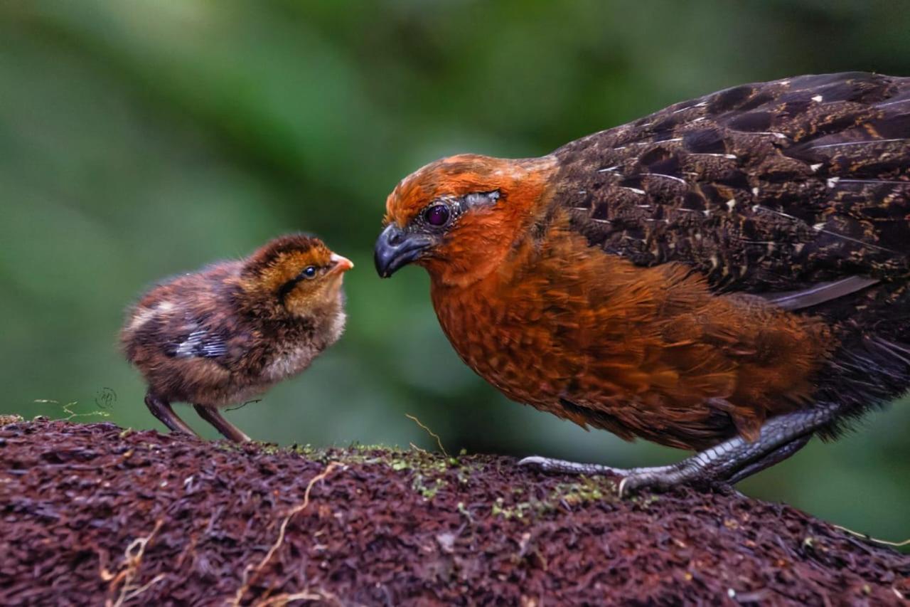 Bosque De Niebla Birding & Nature Cali Exterior photo