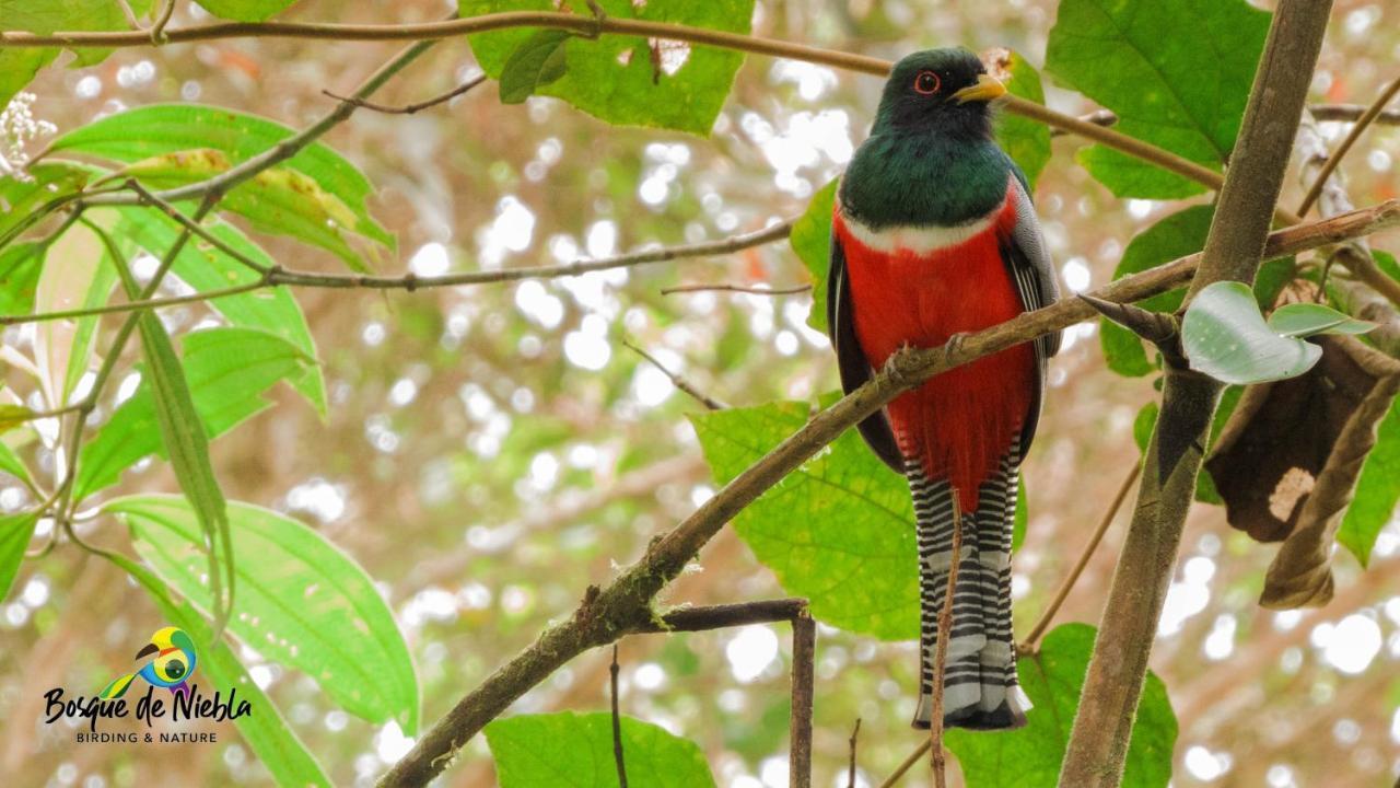 Bosque De Niebla Birding & Nature Cali Exterior photo