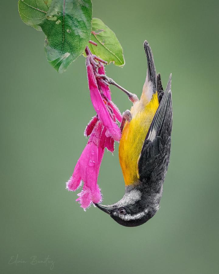 Bosque De Niebla Birding & Nature Cali Exterior photo